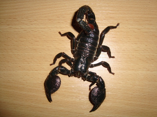 Pandinus imperator