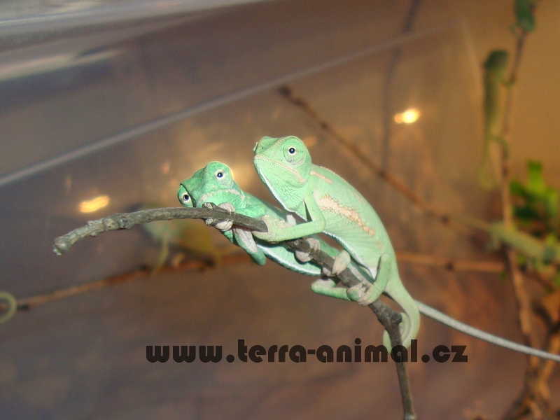 Chameleo calyptratus
