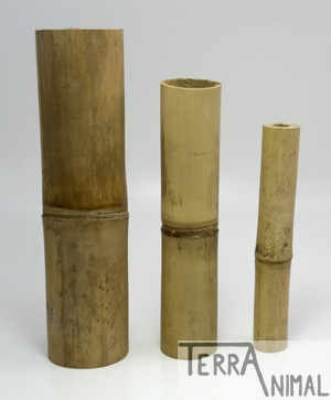 Bambus cca 12-16 mm, 1,5m