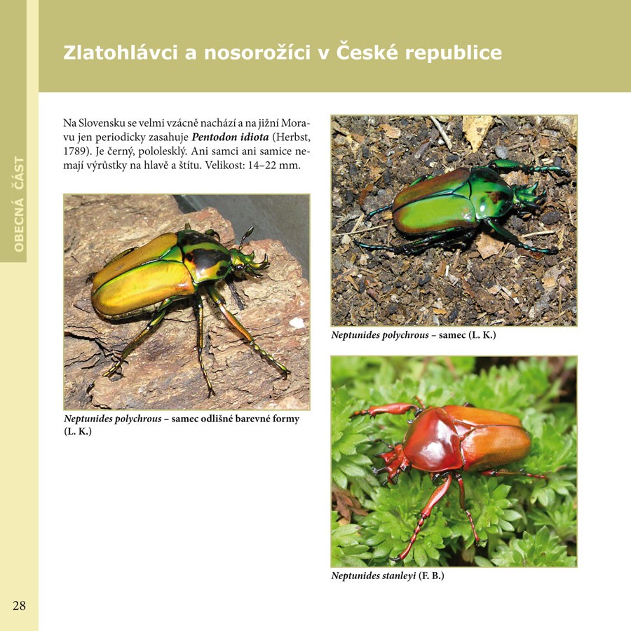 kniha CHOV ZLATOHLÁVKŮ A NOSOROŽÍKŮ