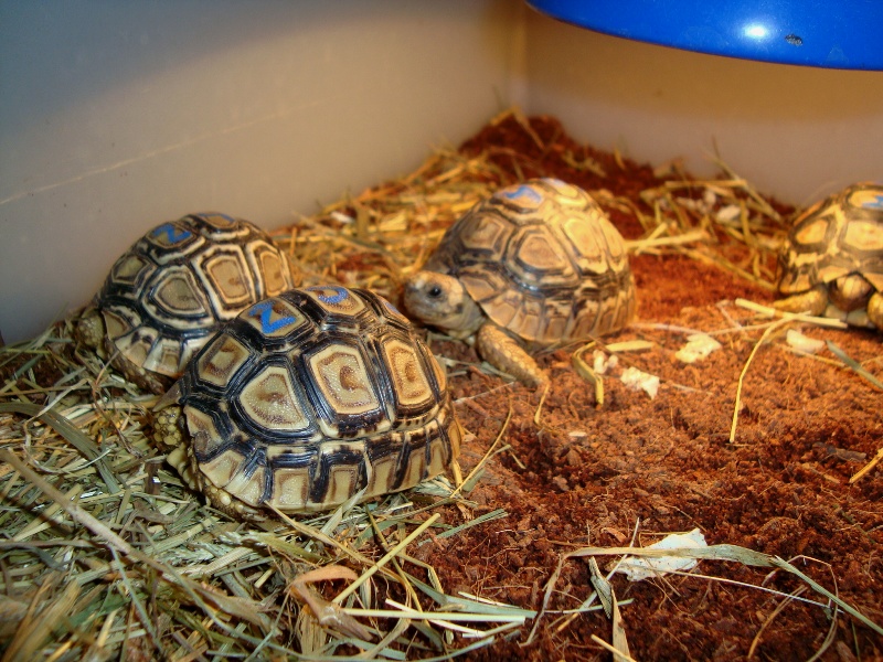 Geochelone pardalis