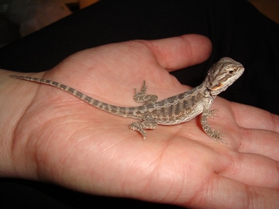 Pogona vitticeps